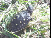 Spot hatch