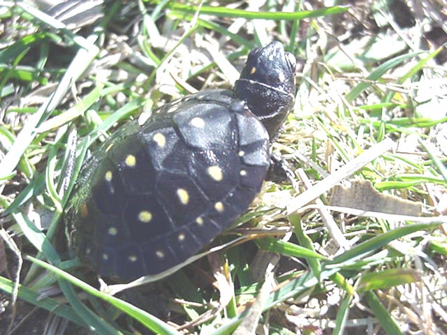 Spot hatch