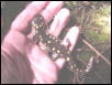 Ambystoma maculatum