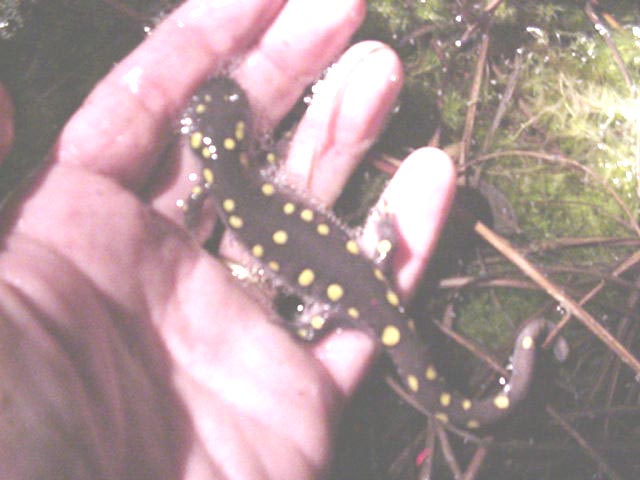 Ambystoma maculatum
