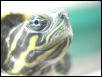 Suwannee River cooter