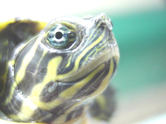 Suwannee River cooter