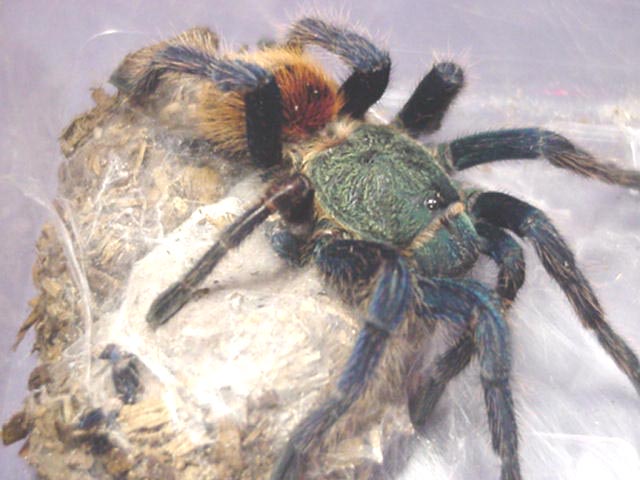 Tarantula