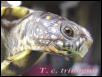 Three Toed Box turtle