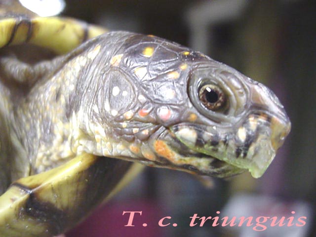 Three Toed Box turtle