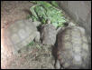 African Spurred Tortoise family