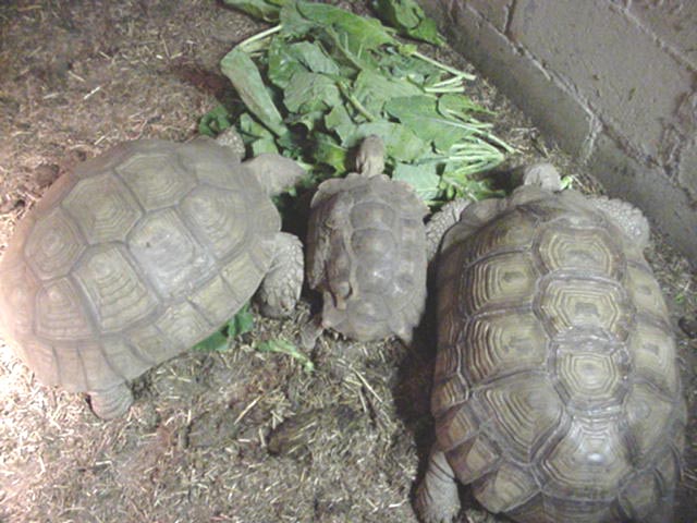 African Spurred Tortoise family