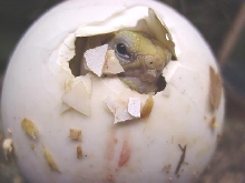 Geochelone sulcata