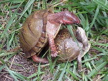 Triunguis copulation