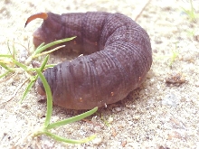 Purple Caterpillar