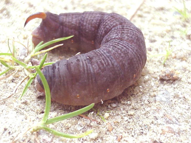 Purple Caterpillar