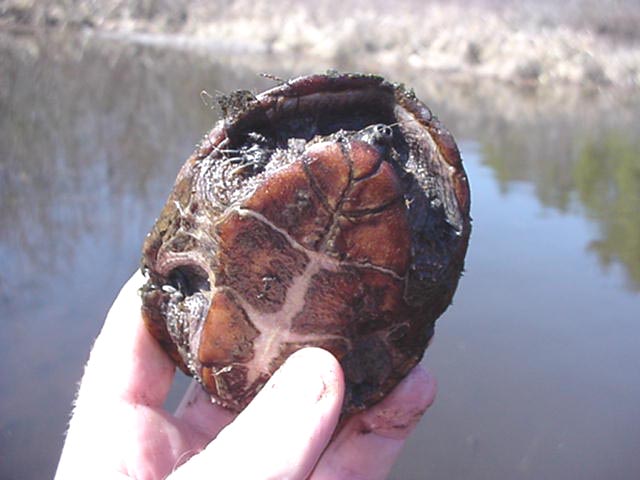 Wild musk