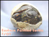 Eastern Painted turtle