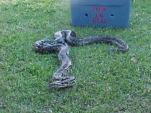 Slick at Franklinton Fair4