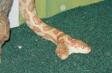 alb. 2 headed rat snake