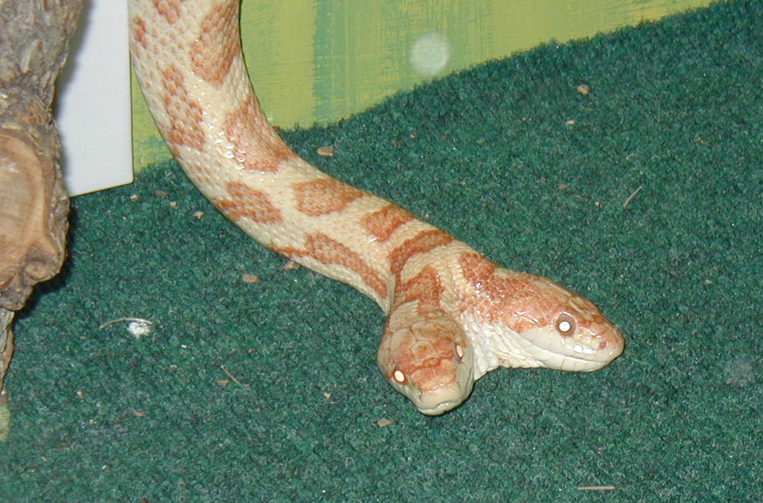 alb. 2 headed rat snake