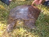 Wildcaught Softshell
