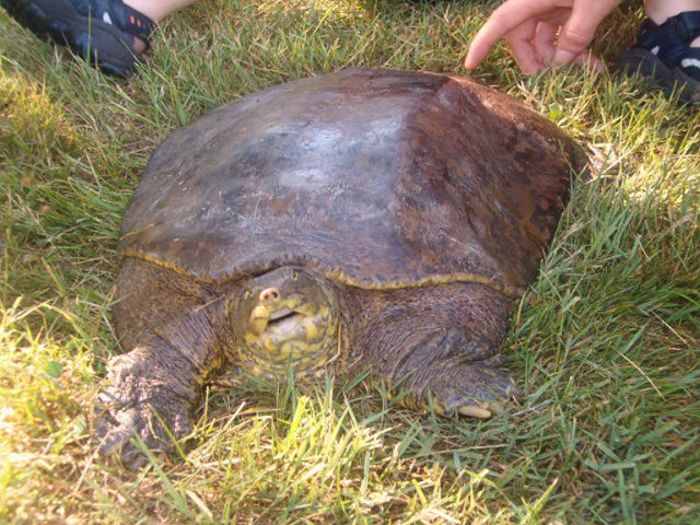 Wildcaught Softshell