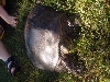 softshell