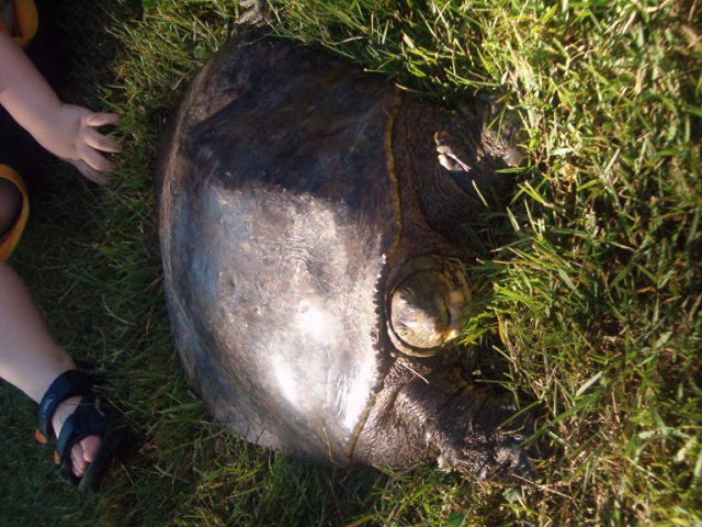 softshell