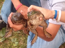 Bullfrogs in my backyard