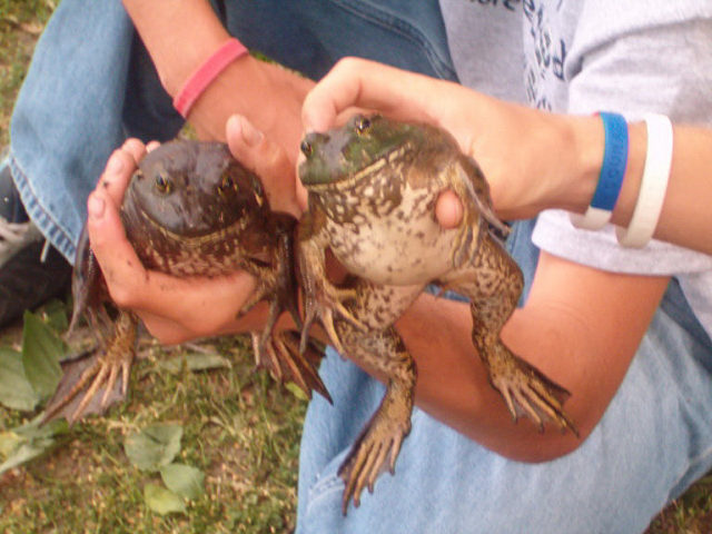 Bullfrogs in my backyard
