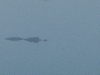 scary pic of a gator
