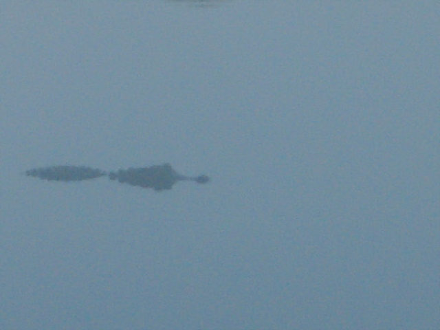 scary pic of a gator