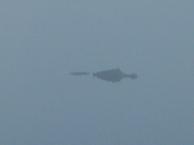 american alligator
