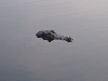 Same gator...just a lil closer