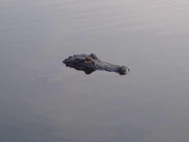 Same gator...just a lil closer
