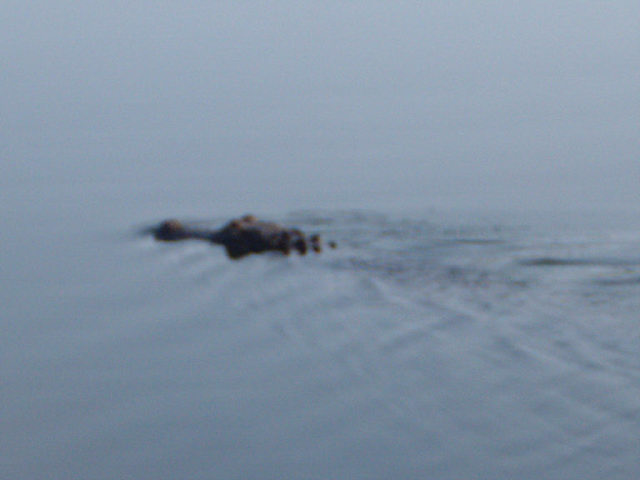 same gator...going away...for now...