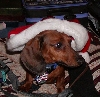 Baron my Mini Dachshund