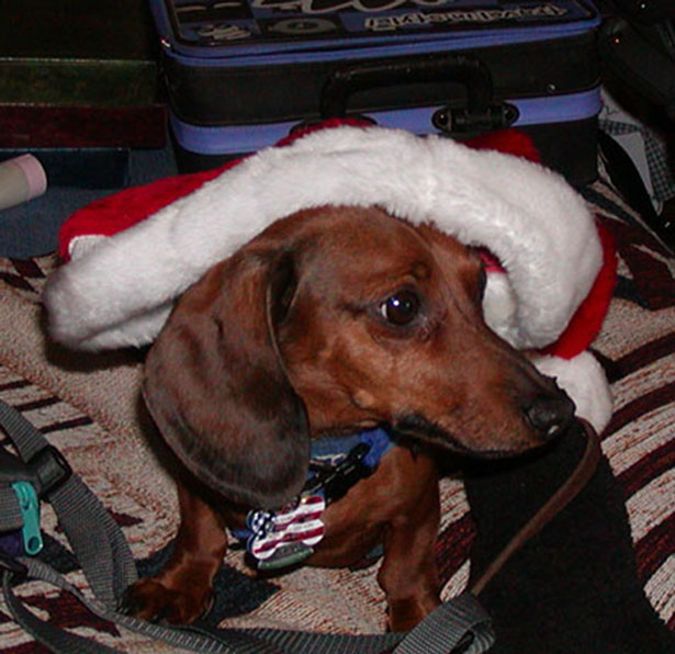 Baron my Mini Dachshund
