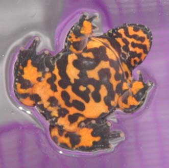 toads