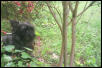 Maggie in Azaleas