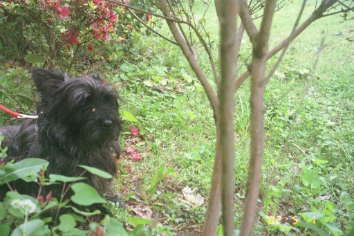Maggie in Azaleas
