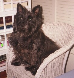 Sweet Maggie