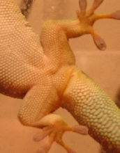 giant day gecko