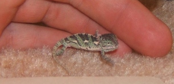 Baby Veiled Hatched 1/5/05