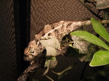 Electra   Nosey be panther