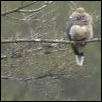 Kestrel