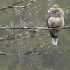 Kestrel