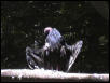 Black Vulture