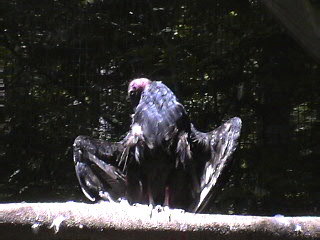 Black Vulture