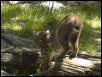 Bobcat 1