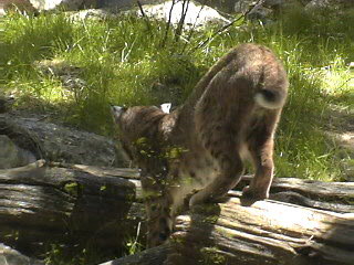 Bobcat 1