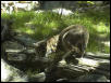 Bobcat 2