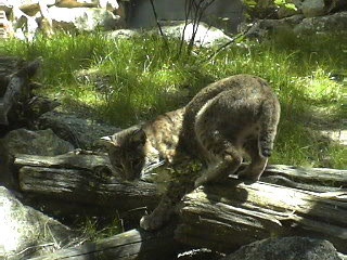 Bobcat 2