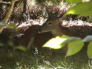 Deer